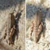 Pezotettix giornae